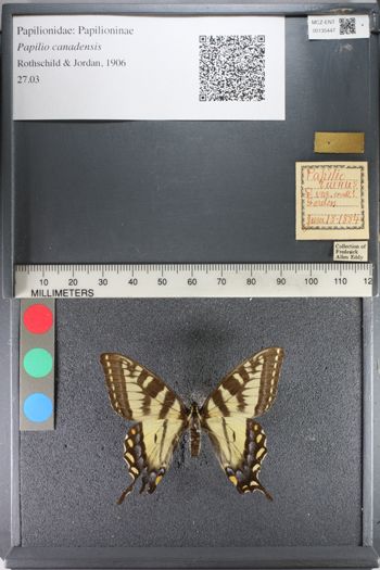 Media type: image;   Entomology 135447